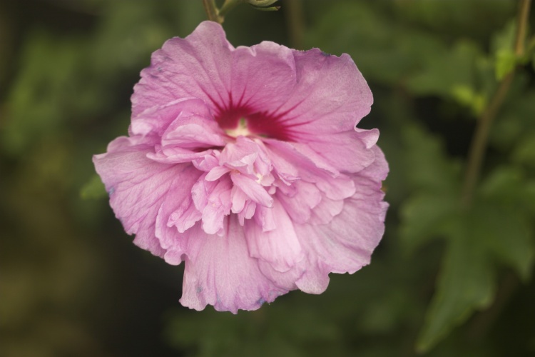 Hibiscus syriacus 'Lavender Chiffon'  -R-, lila gefüllt 'Lavender Chiffon'  -R-