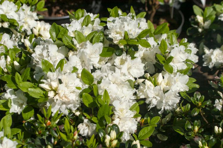 Rhododendron obt.'Feenkissen'  -R-, weiße, japanische Azalee