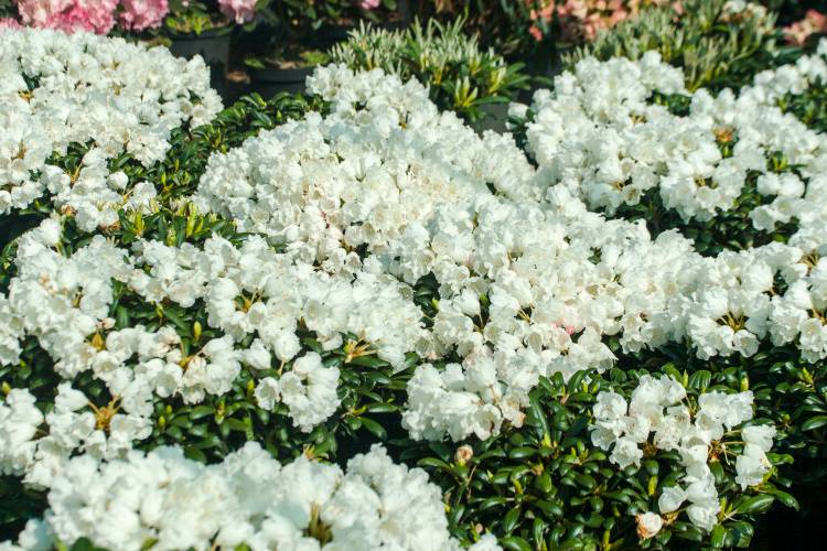 Rhododendron yak.'Schneekissen', Yaku-Rhododendron weiß