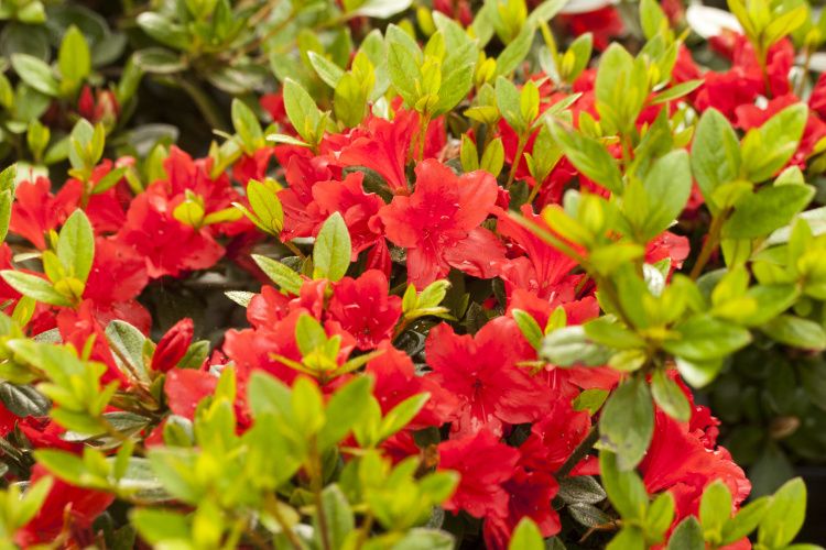 Rhododendron obt.'Racoon', Japanische Azalee rot, spät