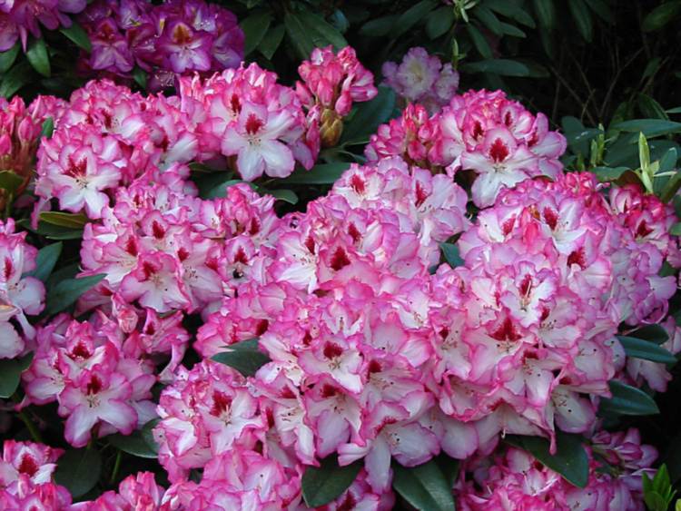 Rhododendron Hybr.'Hachmann's Charmant'-S-, Rhododendron-Hybride rosa Rand, rote Mitte