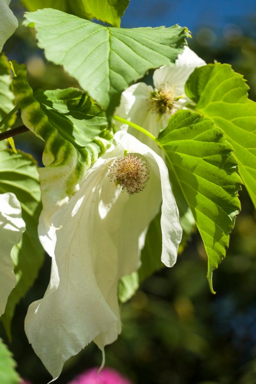 Davidia involucrata 'Sonoma', Taschentuchbaum Sonoma, große weiße Blüte