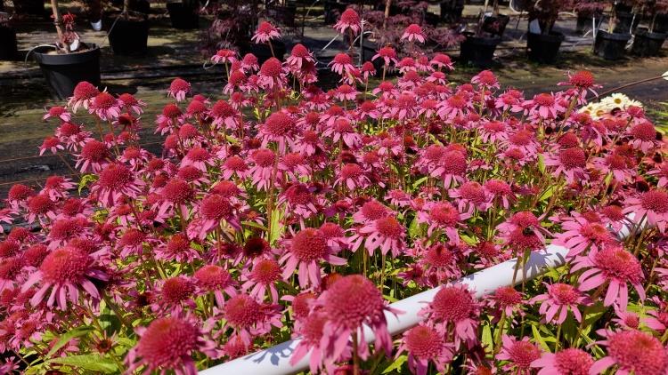 Echinacea 'Pink Double Delight', rosa gefüllter Sonnenhut