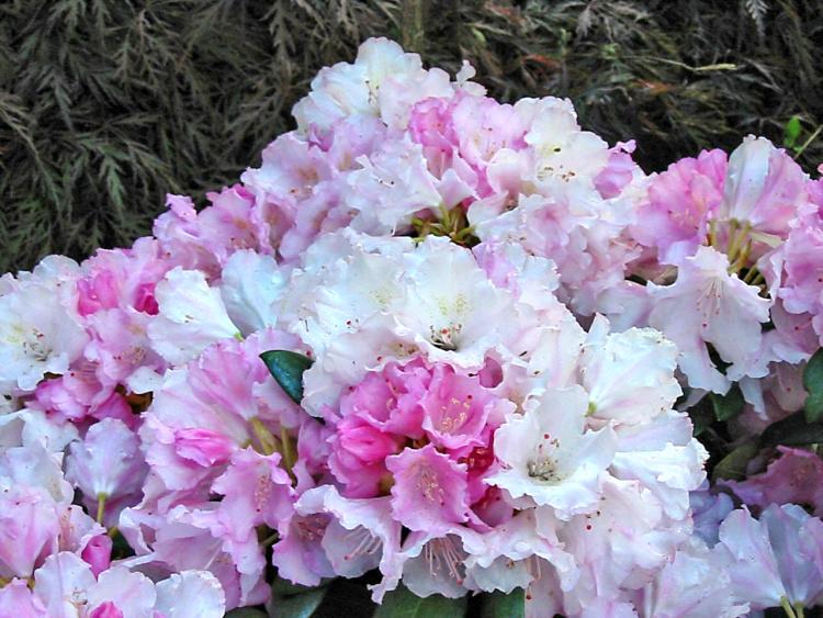 Rhododendron yak.'Silberwolke', Yaku-Rhododendron rose weiß