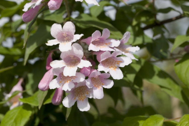 Kolkwitzia amabilis, Perlmuttstrauch rosa