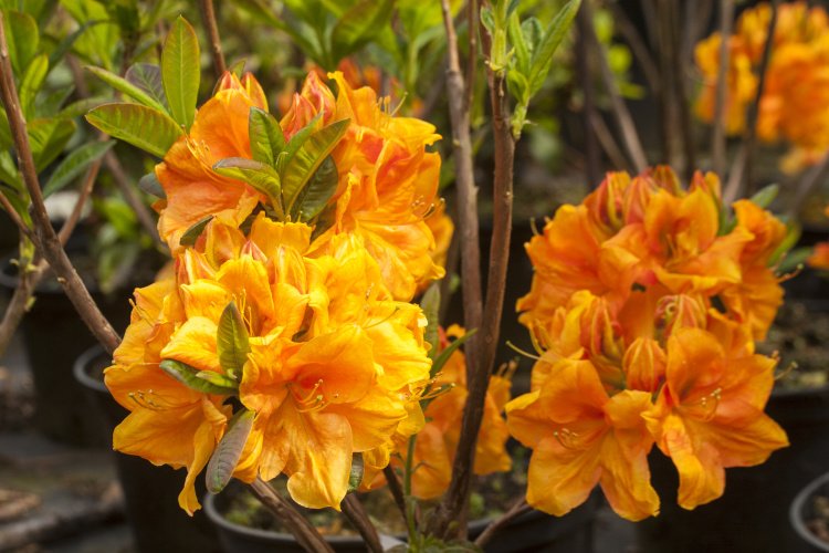 Rhododendron lut.'Goldköpfchen', Sommergrüne Azalee hell orangerot