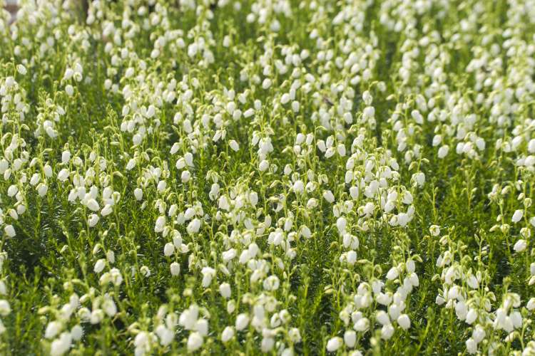 Daboecia cantabrica 'Alberta White', Irische Heide 'Alberta White'