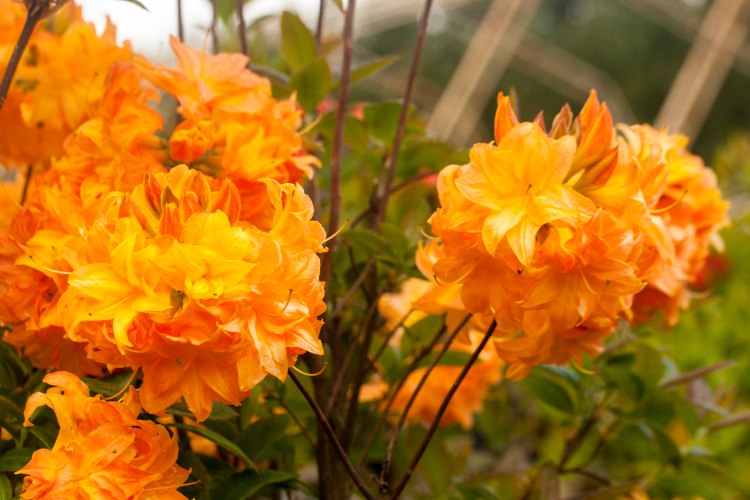 Rhododendron luteum 'Sun Star', Laubwerfende Gartenazalee gefüllt, duftend