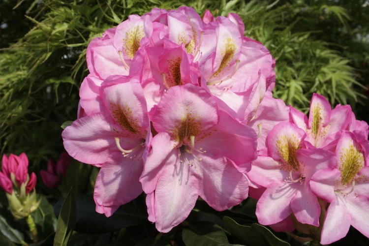 Rhododendron Hybr.'Arkadius'  -R-, Rhododendron-Hybride rosa mit Fleck