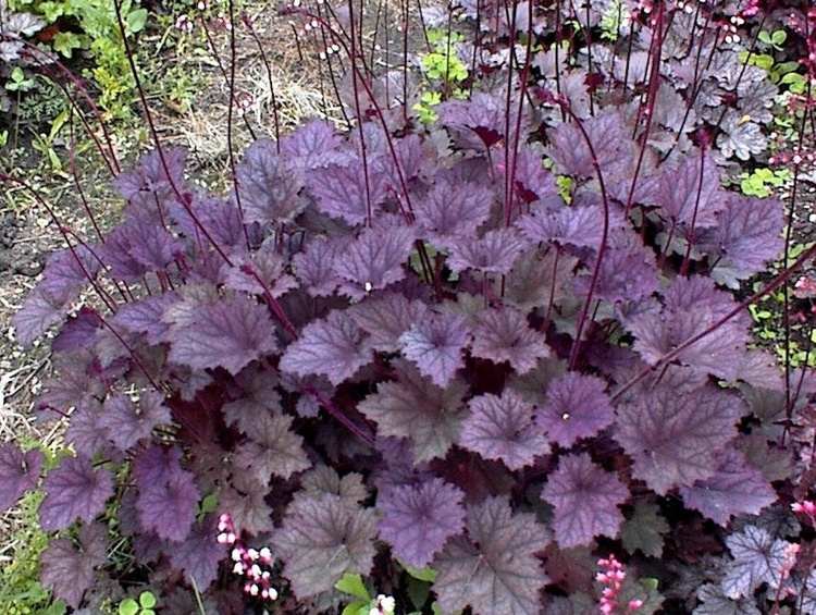 Heuchera micrantha 'Frosted Violet'   -R-, Kleinblütiges Garten-Silberglöckchen