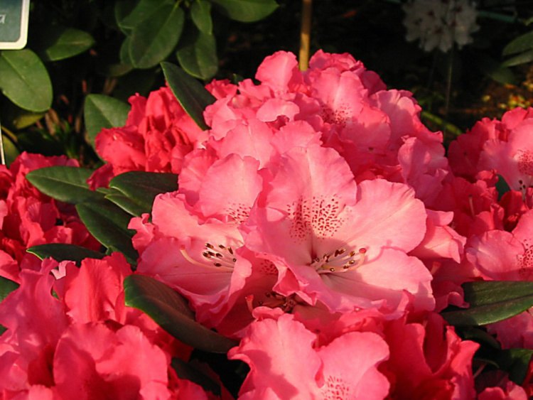Rhododendron yak.'Rendezvous', Yaku-Rhododendron rosa