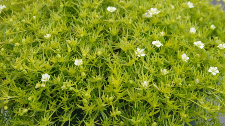 Sagina subulata 'Lime Moss', weiße kleine Blüte, lime-grün