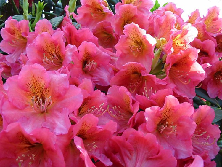 Rhododendron Hybr.'Dolcemente', Rhododendron-Hybride rosa orange