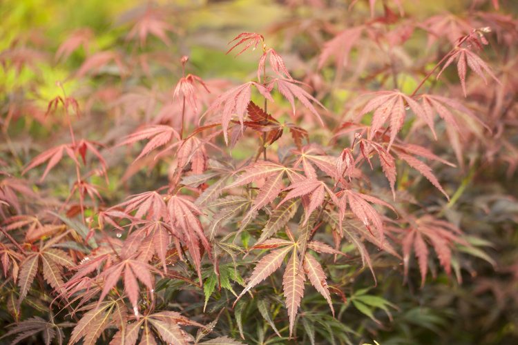 Acer palmatum 'Sumi-nagashi', Fächerahorn 'Sumi-nagashi' rot