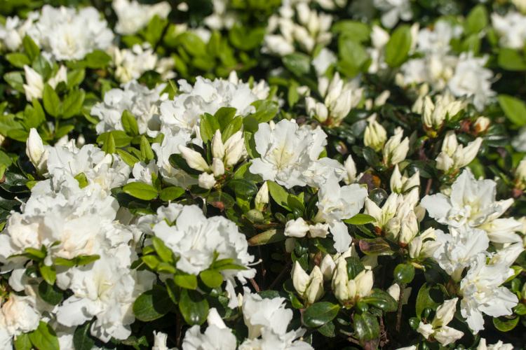Rhododendron obt.'Feenkissen'  -R-, weiße, japanische Azalee