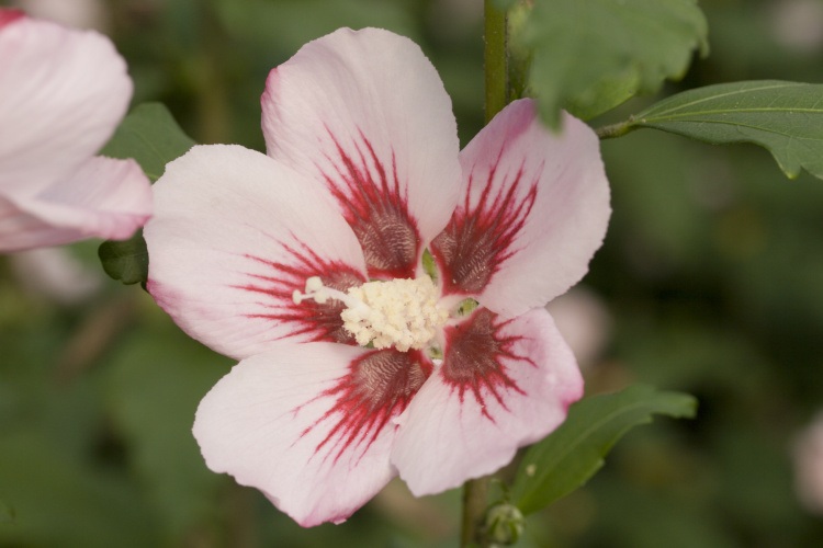 Hibiscus syriacus 'Hamabo', Garteneibisch 'Hamabo' rosa mit Fleck