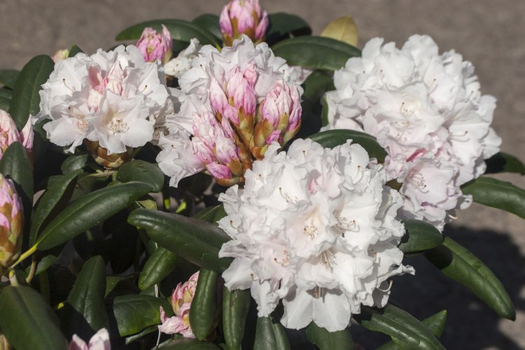 Rhododendron yak.'Falling Snow', Yaku-Rhododendron weiß