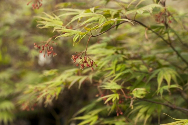 Acer palmatum 'Nicholsonii', Fächerahorn 'Nicholsonii' Herbstfärbung