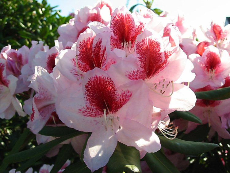 Rhododendron Hybr.'Belami'  -R-, Rhododendron-Hybride rosa mit Fleck