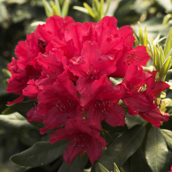 Rhododendron Hybr.'Blinklicht'  -R-, Großbl.Rhododendron 'Blinklicht'  ® rot