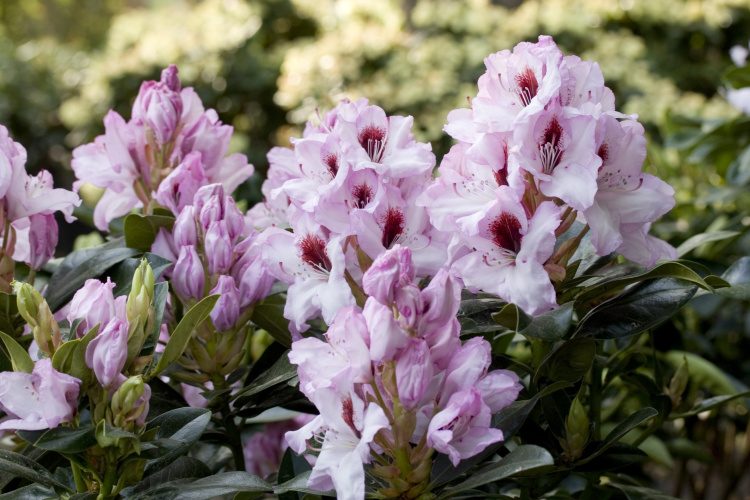 Rhododendron Hybr.'Graffito'  -R-, Rhododendron-Hybride weiß mit Fleck