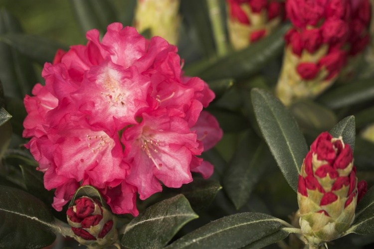 Rhododendron yak.'Sonatine', Yaku-Rhododendron pink