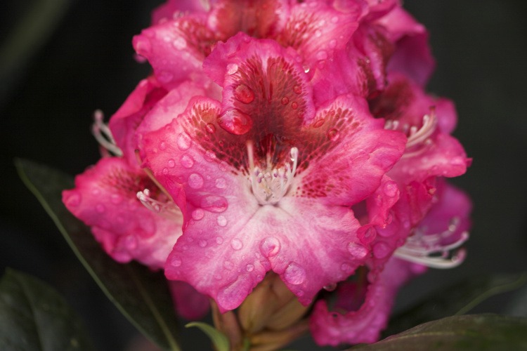 Rhododendron Hybr.'Marianka'  -R-, Rhododendron-Hybride rosa mit großem Fleck