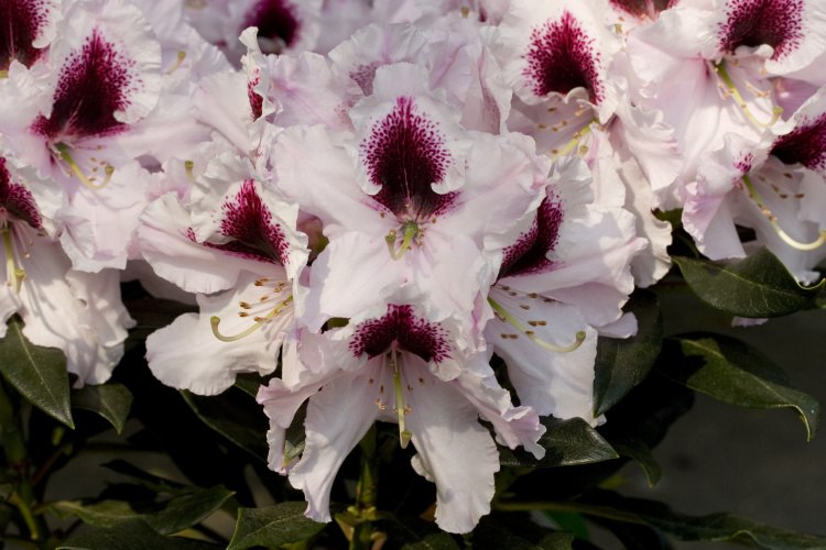 Rhododendron Hybr.'Sapporo'  -R-, Rhododendron 'Sapporo'  weiß mit Fleck