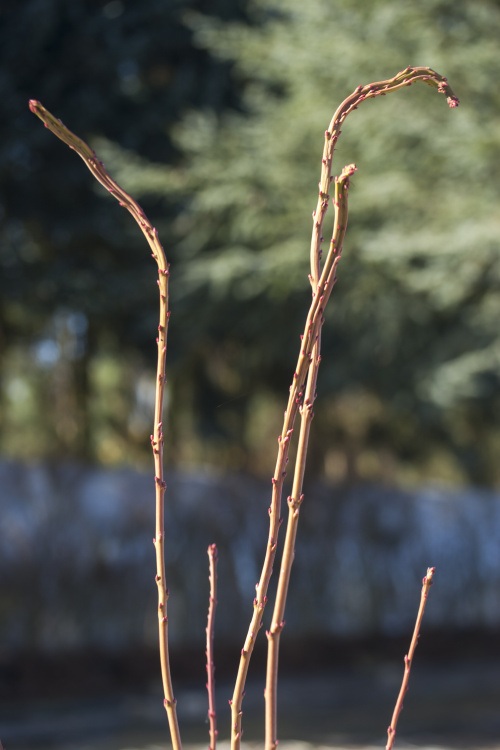 Acer palmatum 'Miss Piggy', grüner Fächerahorn