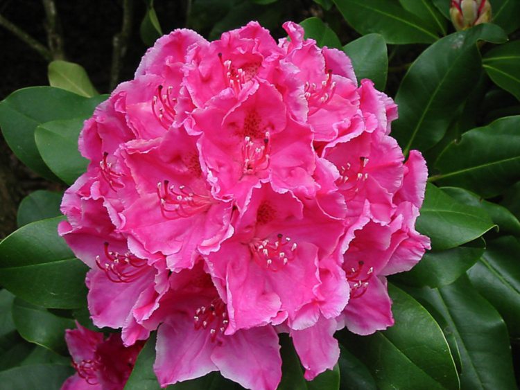 Rhododendron Hybr.'Claudine', Rhododendorn Hybr.'Claudine' rosa mit Saum