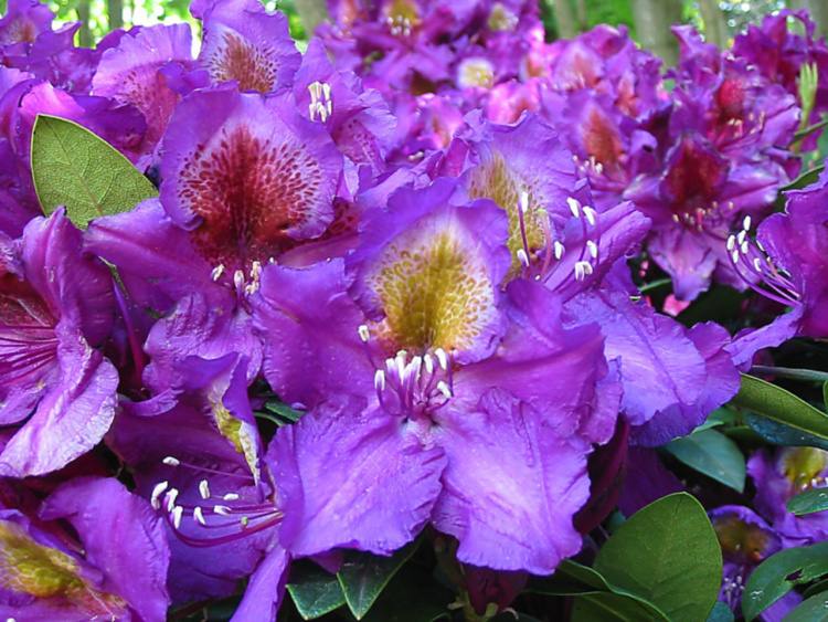 Rhododendron Hybr.'Tamarindos', Rhododendron-Hybride 'Tamarindos' lila