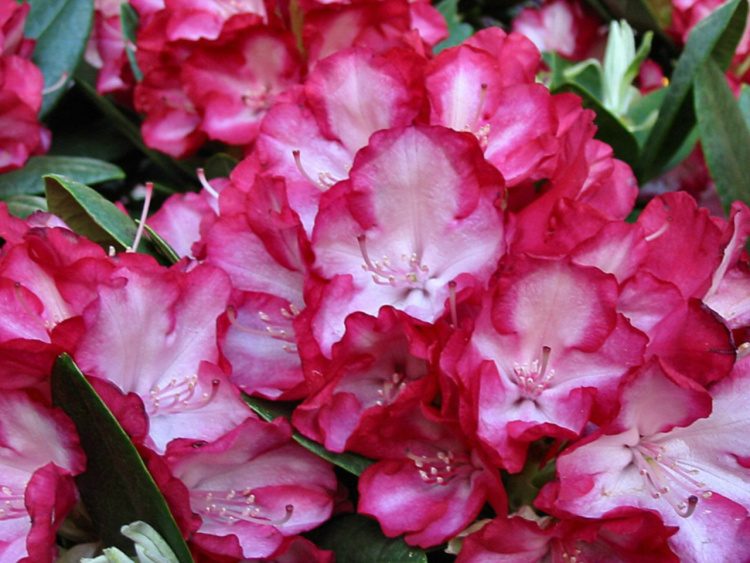 Rhododendron Hybr.'Ann Lindsay', Rhododendron-Hybride zweifarbig