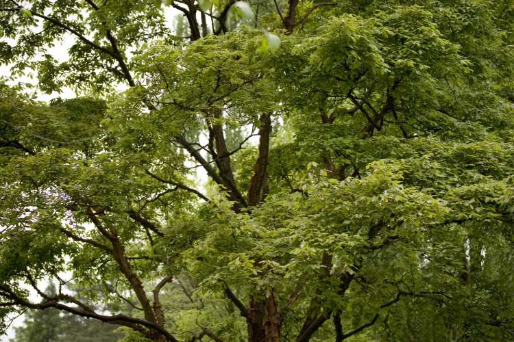 Acer griseum, Zimt-Ahorn, griseum