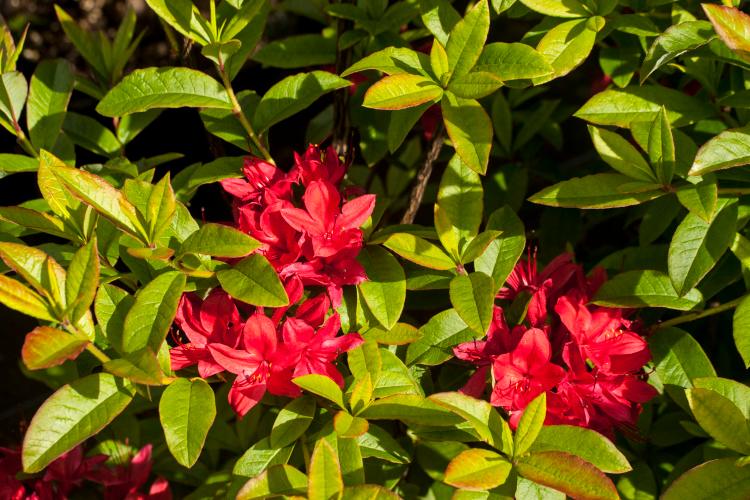 Rhododendron viscosum 'Karminduft', Rhododendron viscosum duftend, karminrot