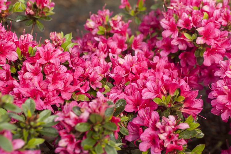 Rhododendron obt.'Kleiner Prinz', Japanische Azalee rosa