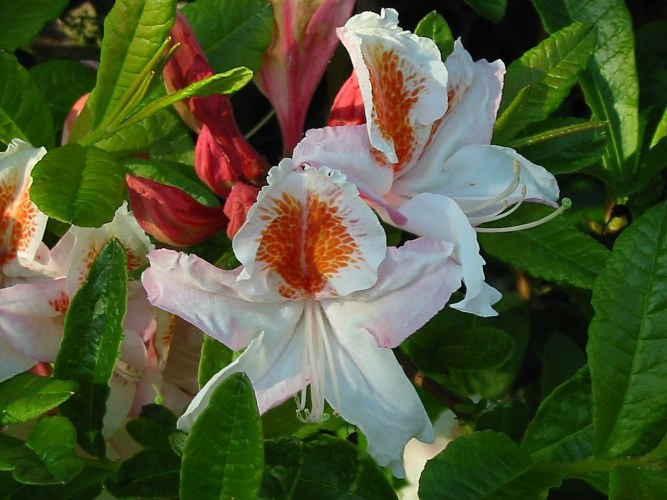 Rhododendron occ.'Jock Brydon', Rhododendron occ.weiß mit Fleck