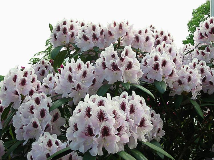 Rhododendron Hybr.'Calsap', Rhododendron-Hybride weiß,  brombeer Fleck