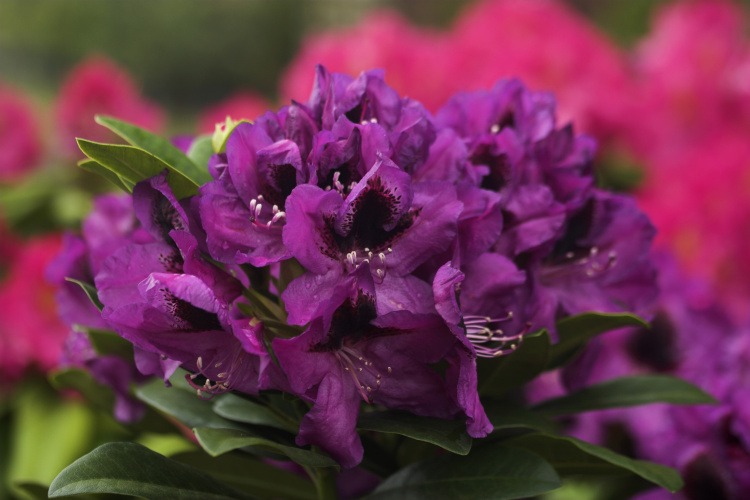 Rhododendron Hybr.'Kangaro', Rhododendron-Hybride lila mit Fleck