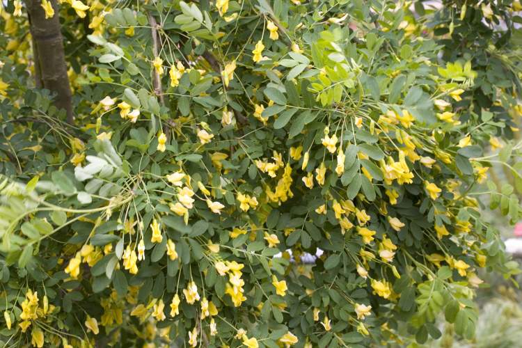 Caragana arborescens 'Pendula', Hängender Erbsenstrauch gelbe Blüten