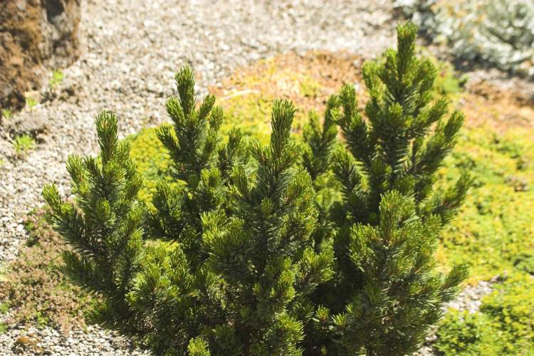 Pinus aristata, Fuchsschwanzkiefer