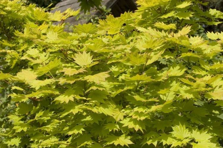 Acer shirasawanum 'Aureum', Japanischer Goldahorn 'Aureum' gelb
