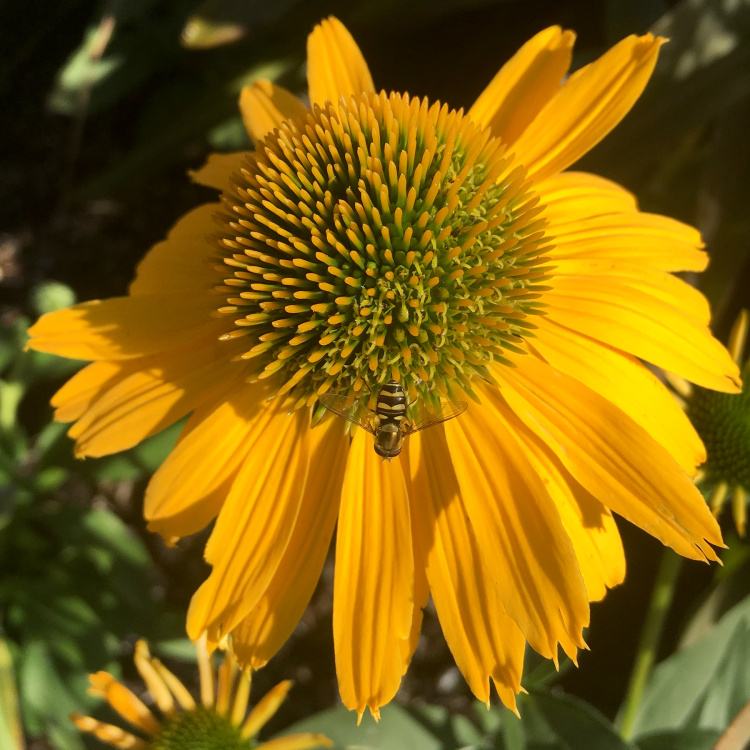 Echinacea 'Kismet® Yellow', Sonnenhut