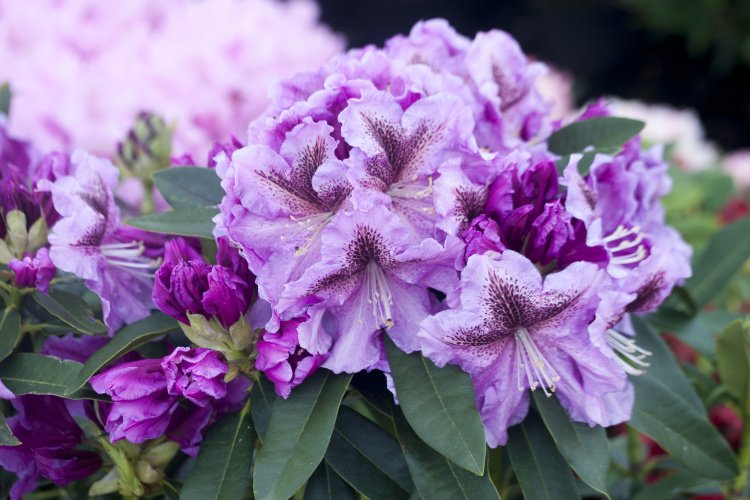 Rhododendron Hybr.'Violette Funken', Rhododendron 'Violette Funken'