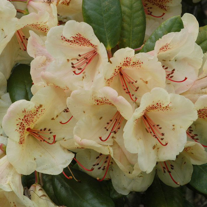 Rhododendron Hybr.'Viscy', Rhododendron-Hybride 'Viscy' cremegelb