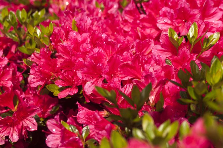 Rhododendron obt.'Drapa'  -R-, Japanische Azalee purpurrosa