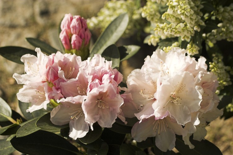 Rhododendron yak.'Schneekrone', Yaku-Rhododendron weiß