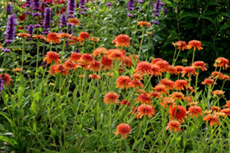 Echinacea 'Colorburst Orange', 