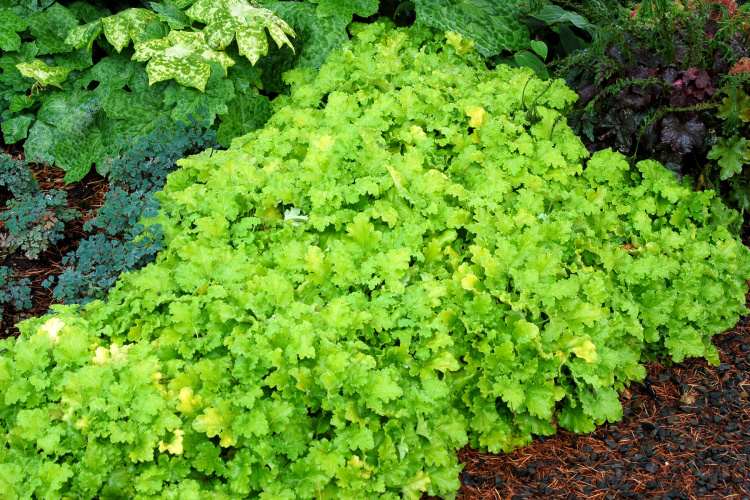 Heuchera micrantha 'Lime Rickey'  -R-, Kleinblütiges Garten-Silberglöckchen