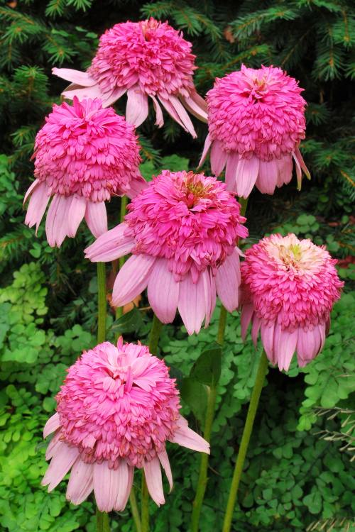 Echinacea purpurea 'Secret Romance'  -R-, 