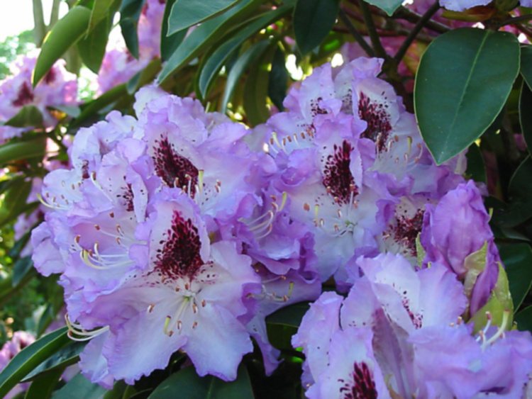 Rhododendron Hybr.'Blue Peter', Rhododendron-Hybride hellblau bis violett